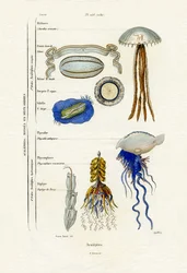 Méduse
